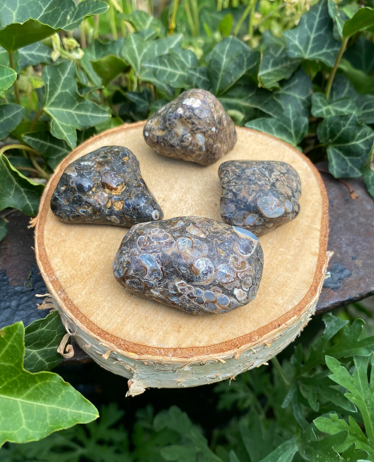 Agate Turritelle
