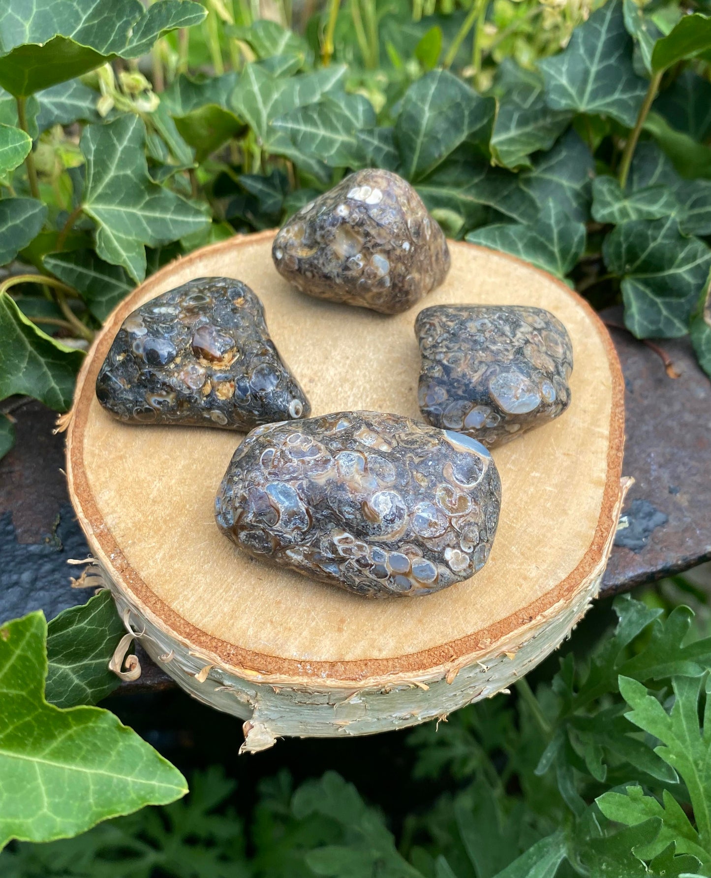 Agate Turritelle