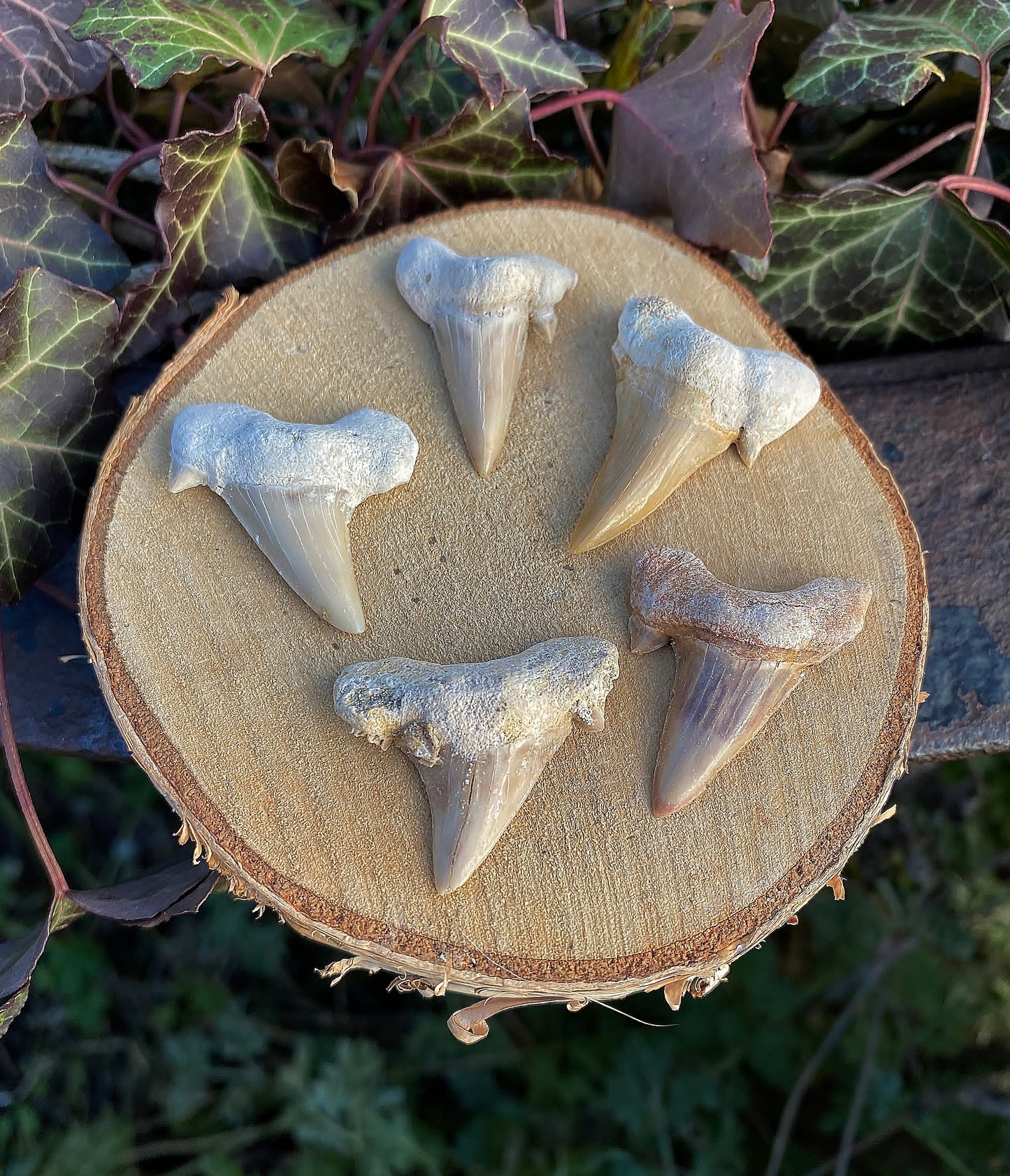 Dent de Requin Fossile