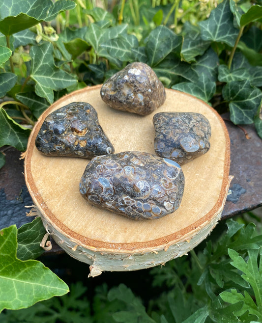 Agate Turritelle