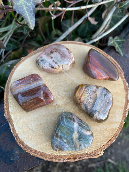 Bois Fossile