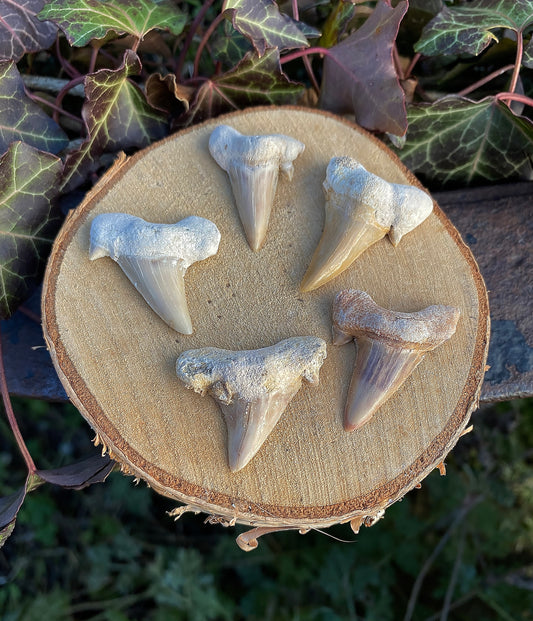 Dent de Requin Fossile